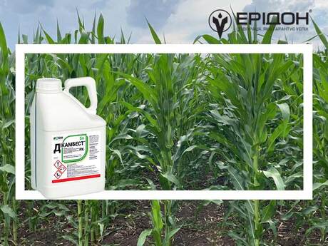 dikambest-dlia-kontroliu-problemnykh-dvodolnykh-burianiv-u-posivakh-kukurudzy-ta-zernovykh-kolosovykh.jpg
