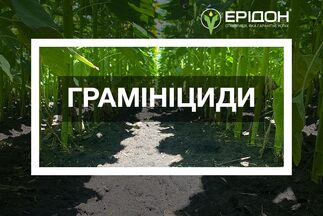 Грамініциди IFAGRI: злакові бур’яни під контролем у посівах соняшнику, сої і буряку цукрового