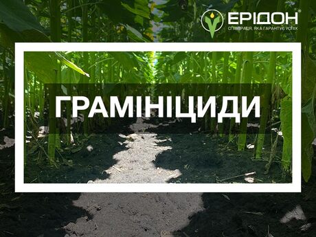 hraminitsydy-proty-zlakovykh-burianiv-u-posivakh-soniashnyku,-soi-i-tsukrovoho-buriaku.jpg