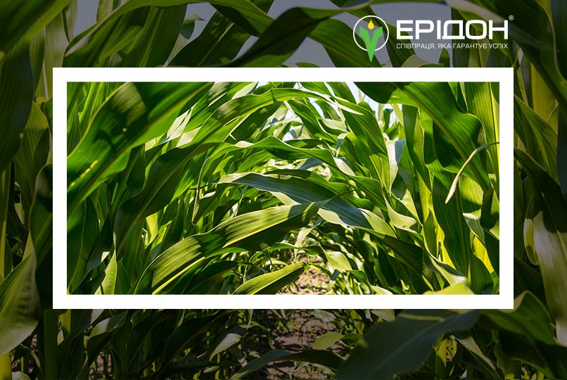 Удобрение кукурузы на разных фазах роста и развития — Eridon